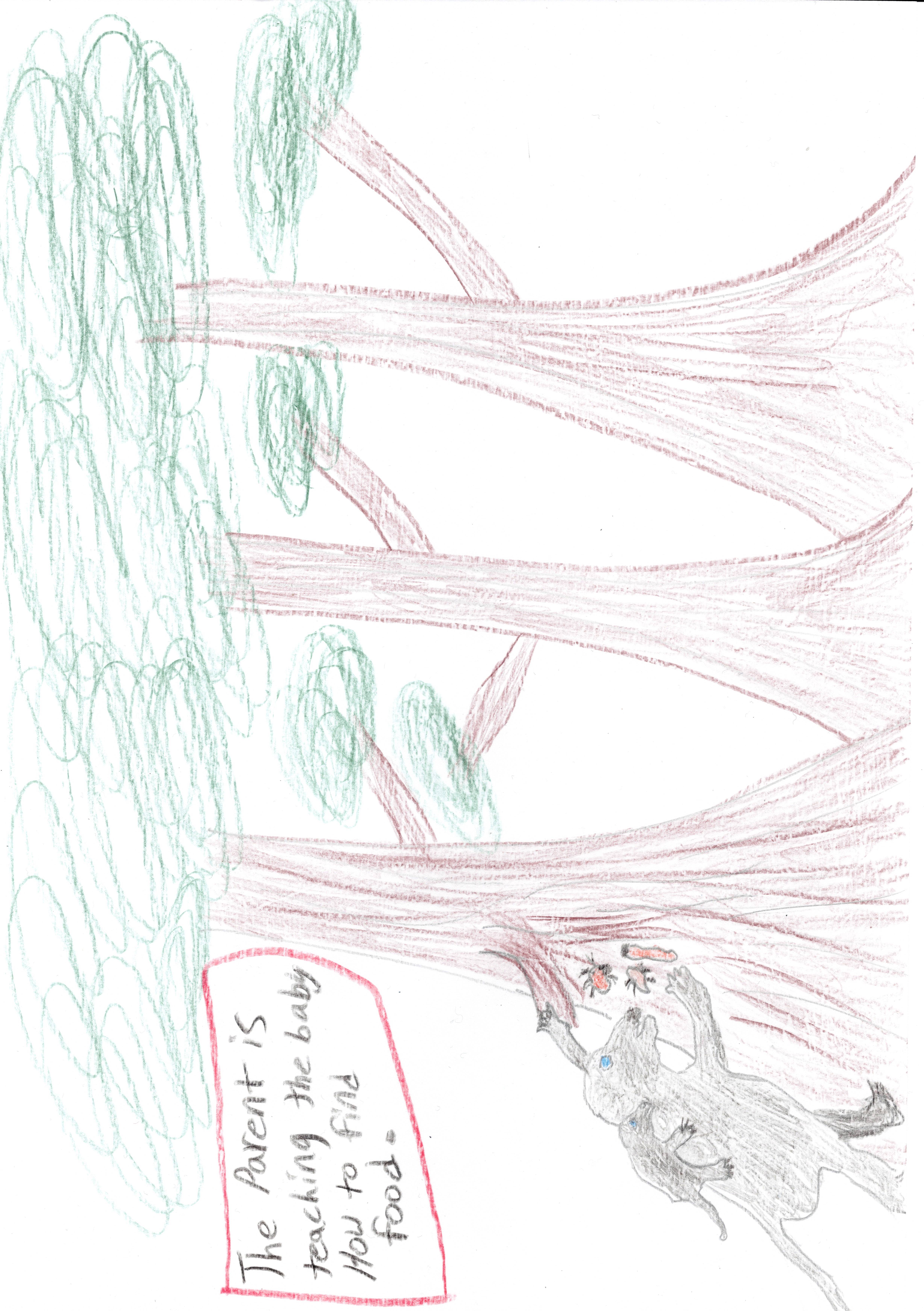 Parent teaching Young how to find food